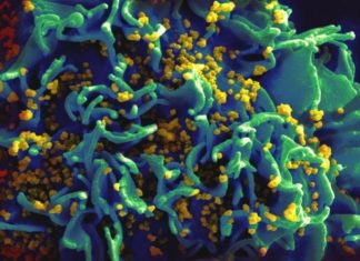 HIV-1 genetic diversity is higher in vaginal tract than in blood during early infection
