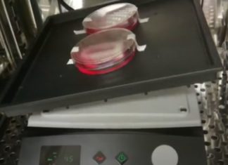 Heart-muscle patches made with human cells improve heart attack recovery