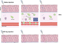 Improving vaccines for the elderly by blocking inflammation