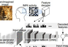 Japan : Deep image reconstruction from human brain activity