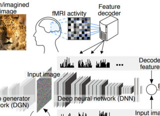 Japan : Deep image reconstruction from human brain activity