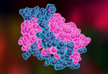 Leptin hormone spurs body’s shift from burning carbs to fat