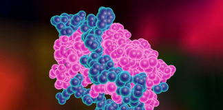 Leptin hormone spurs body’s shift from burning carbs to fat