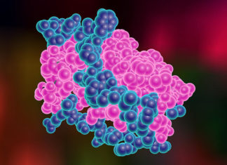 Leptin hormone spurs body’s shift from burning carbs to fat