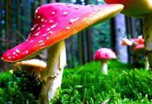 Magic Mushrooms May Alter How You Feel About Nature