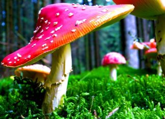 Magic Mushrooms May Alter How You Feel About Nature