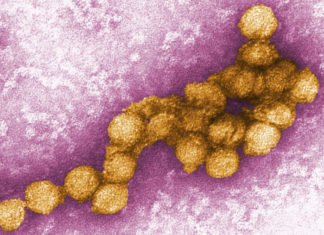 Memory loss from West Nile virus may be preventable