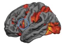 Mirror neuron activity predicts people’s decision-making in moral dilemmas
