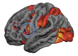 Mirror neuron activity predicts people’s decision-making in moral dilemmas