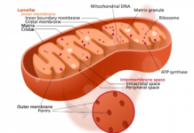Mitochondria in Brain May Be Source of Alzheimer’s