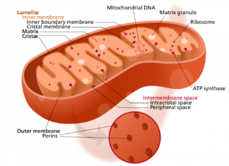 Mitochondria in Brain May Be Source of Alzheimer’s