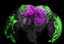 Mosquitoes remember human smells, but also swats