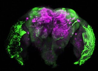 Mosquitoes remember human smells, but also swats