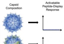 Nanoscale virus modified to deliver peptide drugs to cells, tissues