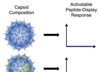 Nanoscale virus modified to deliver peptide drugs to cells, tissues