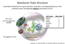 New Type of Botox Identified