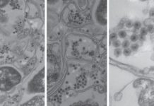 New type of virus found in the ocean