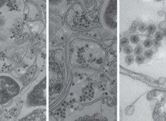 New type of virus found in the ocean