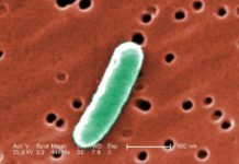 Precision editing of gut bacteria: Potential way to treat colitis