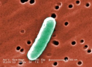 Precision editing of gut bacteria: Potential way to treat colitis