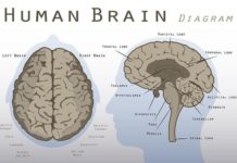 Researchers have identified two areas of the midbrain that appear to play specific roles in the start, speed and content of dependent selection of locomotion