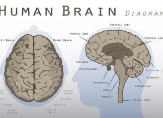 Researchers have identified two areas of the midbrain that appear to play specific roles in the start, speed and content of dependent selection of locomotion