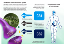 Researchers look to explore which cognitive functions are most affected by cannabis use, and how long the effect of the drug can last