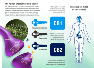 Researchers look to explore which cognitive functions are most affected by cannabis use, and how long the effect of the drug can last