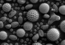 Researchers report antibody that prevents a broad range of allergic reactions