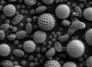 Researchers report antibody that prevents a broad range of allergic reactions