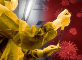 Stem Cells that Build a Fly’s Nervous System Discovered