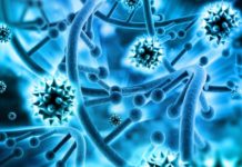 Strategy introduces stable components of flu virus for long-lasting, DNA-enhanced protection