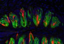 Surprising discovery links sour taste to the inner ear’s ability to sense balance