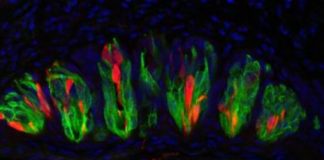 Surprising discovery links sour taste to the inner ear’s ability to sense balance