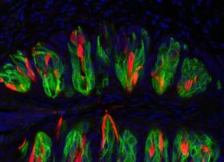 Surprising discovery links sour taste to the inner ear’s ability to sense balance