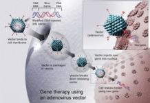 The coming of age of gene therapy: A review of the past and path forward