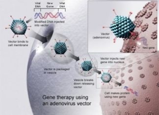 The coming of age of gene therapy: A review of the past and path forward