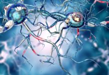 UNCOVERING THE EARLY ORIGINS OF HUNTINGTON’S DISEASE