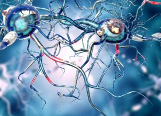 UNCOVERING THE EARLY ORIGINS OF HUNTINGTON’S DISEASE