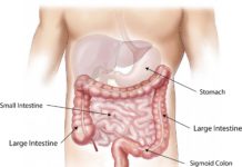 Unexpected findings prompt re-evaluation of how the intestine repairs itself
