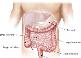 Unexpected findings prompt re-evaluation of how the intestine repairs itself