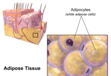 Molecule produced by fat cells reduces obesity and diabetes in mice