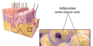 Molecule produced by fat cells reduces obesity and diabetes in mice