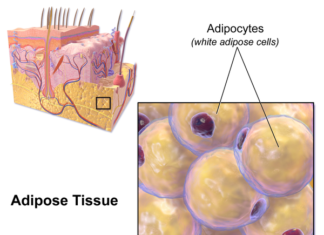 Molecule produced by fat cells reduces obesity and diabetes in mice