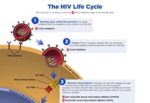 New long-acting, less-toxic HIV drug suppresses virus in humanized mice