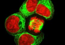 More surprises about blood development – and a possible lead for making lymphocytes