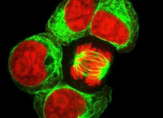 More surprises about blood development – and a possible lead for making lymphocytes