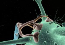 Researchers devise decoy molecule to block pain where it starts