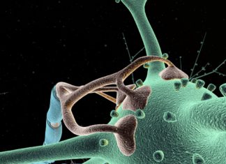 Researchers devise decoy molecule to block pain where it starts