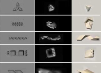Physicists build muscle for shape-changing, cell-sized robots